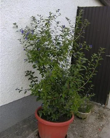 Apartment Buk 1 Bük